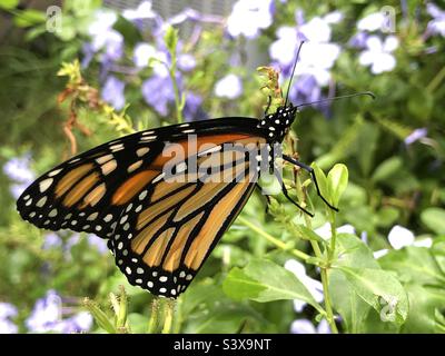 Neu freigesetzte, gefährdete Arten männlicher Monarch-Schmetterling auf einer Plumbago-Pflanze in Ponte Vedra Beach, Florida, USA. Stockfoto