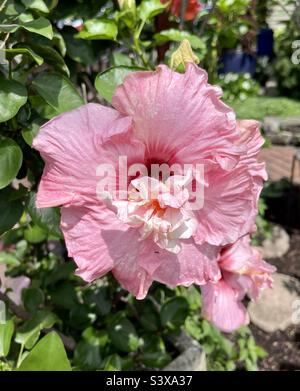 Ziemlich rosa Hibiskus in voller Blüte in der Sommersonne Stockfoto