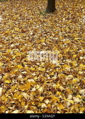 Ein Hof im Herbst: Ein Ahornbaum-Stamm wird mit allen seinen Blättern gesehen, die den Boden um ihn herum in einem Hinterhof in Utah, USA, bedecken. Stockfoto