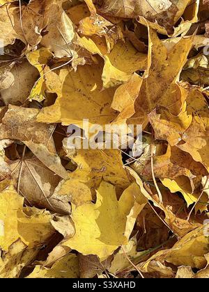 Ein Hof im Herbst: Ahornblätter werden in einem Hinterhof in Utah, USA, fallen und den Boden bedecken gesehen. Die Blätter bilden eine wunderschöne natürliche Abstraktion mit satter Farbe und Textur. Stockfoto