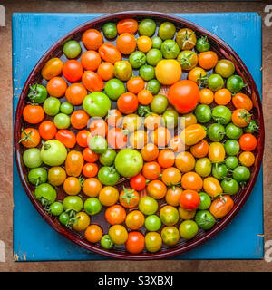 Selbst angebaute Tomaten in verschiedenen Reifungsphasen von grün bis rot auf einem runden Tablett auf einem blauen quadratischen Hocker Stockfoto