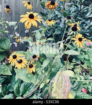 Rudbeckia „Black-Eyed-Susan“-Blumen wachsen neben einem Holzzaun, Stockfoto