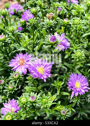 Schöne violett gefärbte Astern Blüten. Stockfoto