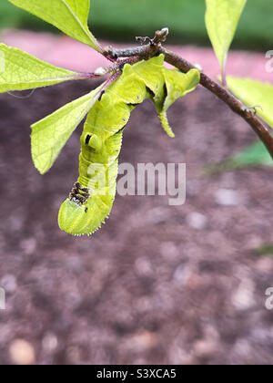 Tomate Hornworm raupe auf einem amerikanischen Beauty Berry Strauch. Es wird zu rustikaler Sphinx-Motte. Stockfoto