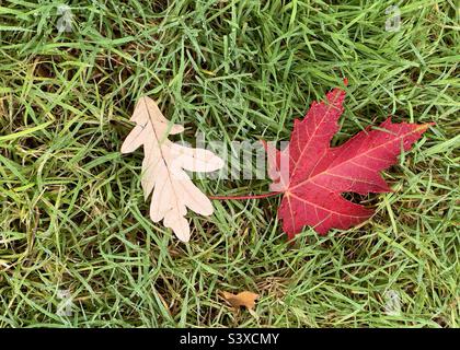 Eiche und Ahornblatt auf grünem Gras von oben Stockfoto