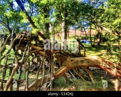 Überlebensschutz im New Forest National Park Stockfoto