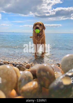 Lustiges Tierbild eines Tieres Labrador Retriever Hund, der im Meer steht und mit einem Ball auf einem Kiesstrand im Sommerurlaub mit Kopierplatz spielt Stockfoto