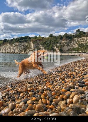 Er ist ein fitter und aktiver Labrador Retriever Hund, der ein Spiel von Fetch auf einem Kiesstrand spielt und einen Tennisball aus dem Meer mit Kopierplatz holt Stockfoto