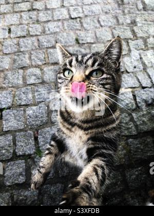 Eine Nahaufnahme einer hungrigen streunenden Katze, die ihre Lippen leckt und auf Hinterbeinen um Futter mit Platz für Kopien bettelt Stockfoto