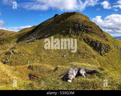 Bärtiger Collie, der auf dem Pfad des Tarmachan-Bergrückens, Killin, Schottland, ruht Stockfoto