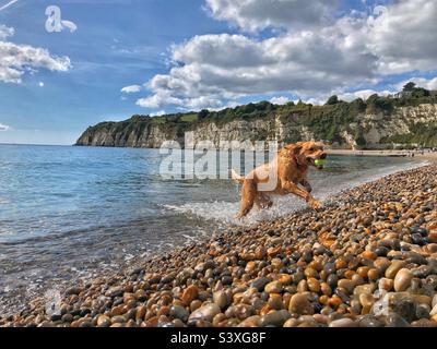 Ein fitter und aktiver labrador Retriever Hund, der im Sommerurlaub in einem traditionellen englischen Badeort in Devon aus dem Meer auf einen farbenfrohen Kiesstrand läuft Stockfoto