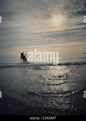 Ein Hund hüpft und hüpft über Wellen im Meer, während er spielt und Spaß im Urlaub hat Stockfoto