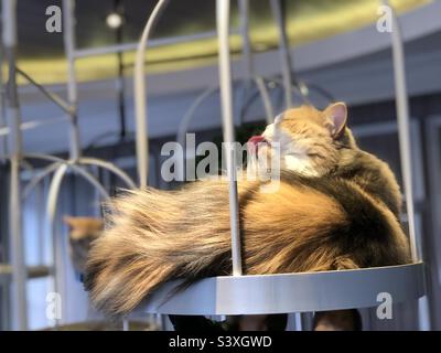 Eine Katze aus dem Cat Cafe Tokyo, Japan Stockfoto