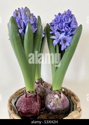 Nahaufnahme von Hyazinthen in einem Blumentopf Stockfoto