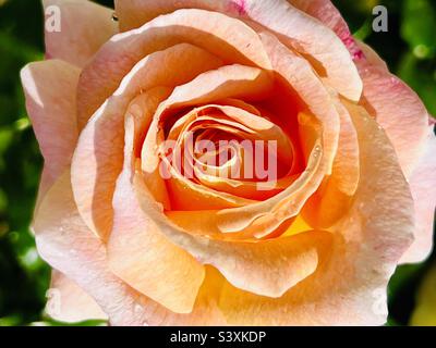 Blassorange rosa Standard Patio Baum Rose Blume. Floribundas. Designer Sonnenuntergang. Stockfoto
