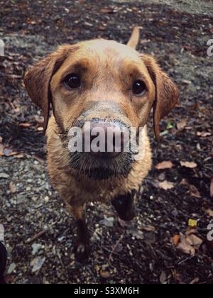 Nahaufnahme von Kopf und Nase eines sehr schmutzigen Hundes in einem Schlammbad mit Kopierraum Stockfoto