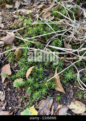 Polytrichum formosum - Bank Haircap Moos. Sternförmige Formationen wachsen im ersten Stock. Stockfoto