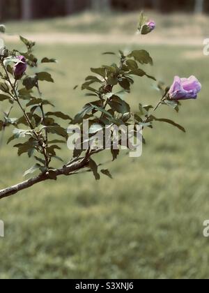 Rosa Blume auf Rose von Sharon Tree Stockfoto