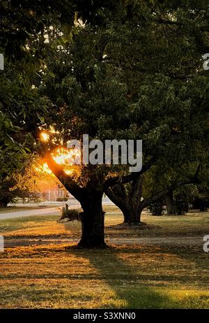 Letzte Sonnenstrahlen, die durch einen Baum und über das Gras gefiltert werden Stockfoto