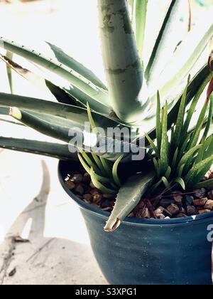 Große Aloe Vera mit Welpen Stockfoto