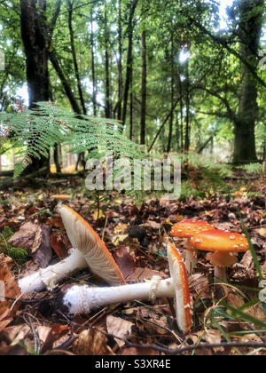 Fliege agarische Pilze, die auf dem Waldboden in Hampshire, Großbritannien, wachsen und fallen Stockfoto
