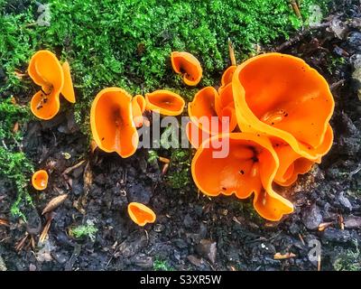 Orangenschalenpilz (Aleuria aurantia) auf dem Waldboden in Hampshire, Großbritannien Stockfoto
