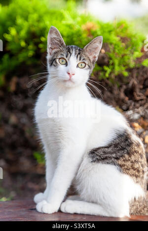 Niedliche streunende Katze in Istanbul, Türkei Stockfoto