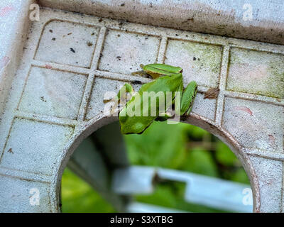 Ein Blick von oben auf einen kleinen grünen Pazifik-Baumfrosch oben auf einer hohen Leiter, der durch das Loch in der Kappe der Leiter nach unten blickt und sich bereit macht, in den Garten darunter zu springen. Stockfoto