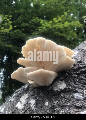 Austernpilze in einem Hampshire Forest, Großbritannien Stockfoto