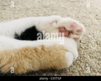 Die Pfoten einer rothaarigen schwarz-weißen Katze Stockfoto