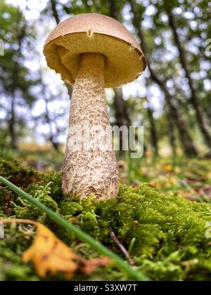 Schöner Birkenbolet, der auf einer moosigen Bank in Chailey Common wächst (Sussex, England) Stockfoto