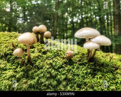 Porzellanpilze (Oudemansiella mucida), die auf einem moosbedeckten faulen Baum in einem Hampshire-Wald wachsen, Großbritannien Stockfoto