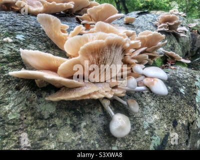 Austernpilze und Porzellanpilze wachsen auf einer gefallenen Buche in einem Hampshire-Wald im Vereinigten Königreich Stockfoto