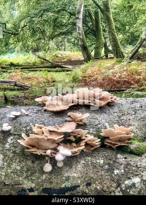 Austernpilze und Porzellanpilze wachsen auf einer gefallenen Buche in einem Hampshire-Wald im Vereinigten Königreich Stockfoto
