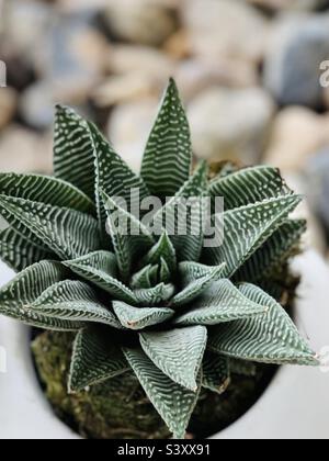 Weiße Fee Waschbrett Haworthia Sukulent in Pflanzgefäß Stockfoto