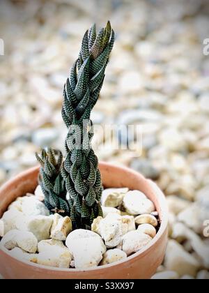 Haworthia reinwardtii Zebra Kart Sukkkkkkkent im Blumentopf Stockfoto