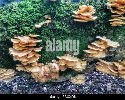 Austernpilze wachsen auf einem gefallenen Baum in einem Hampshire-Wald Großbritannien Stockfoto