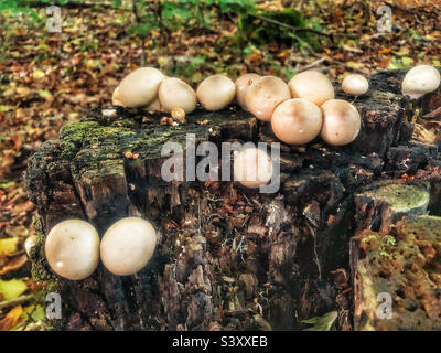 Stump Puffball Pilz Apioperdon pyriforme, wächst im Wald Winchester Hampshire Vereinigtes Königreich Stockfoto