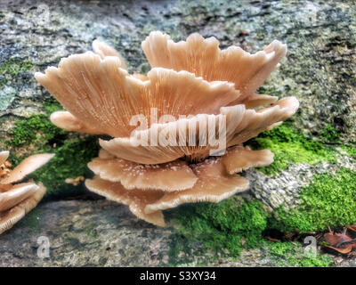 Austernpilze wachsen auf einer gefallenen Buche in einem Hampshire-Wald Großbritannien Stockfoto
