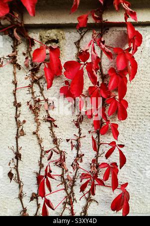 Leuchtend rote Herbstfarben, eine Virginia Creeper Rebe auf einem weißen Gebäude. Stockfoto