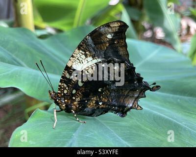 Jazziger Schmetterling mit Blattmotiv Stockfoto