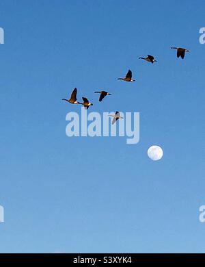 Gänse im Flug bei Vollmond Stockfoto