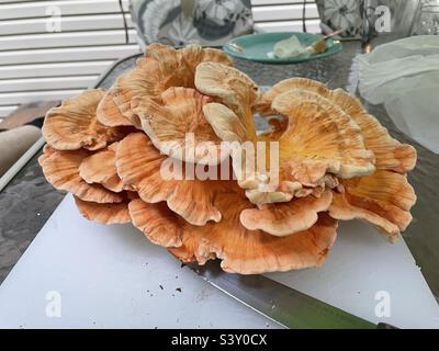 Ein großes Huhn des Waldes Pilz Stockfoto