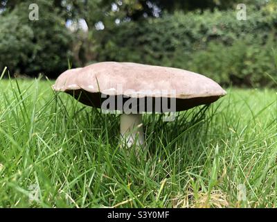 Ein Pilz, der im Oktober auf einem Rasen wächst, Vereinigtes Königreich Stockfoto