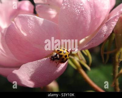 Gelber Harlekin-Marienkäfer (Harmonia axyridis) mit 19 Punkten auf der Unterseite einer hellrosa Rose, die mit Morgentau bedeckt ist Stockfoto