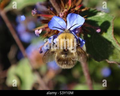 Kleine Hummel, gemeine Carderbiene (Bombus pascuorum), die sich von einer blauen Plumbago-Blüte ernährt Stockfoto