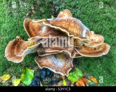 Riesiger Polypore-Pilz wächst auf einem Baum in einem Buchenholz in der Nähe von Winchester Hampshire Großbritannien Stockfoto