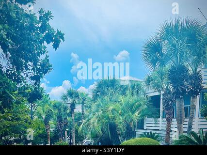 Wunderschöner blauer Himmel und Palmen in 30A Area, Florida Stockfoto