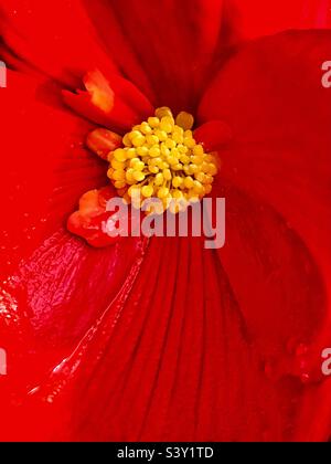 Nahaufnahme der Mitte einer roten Begonia-Blume. Stockfoto