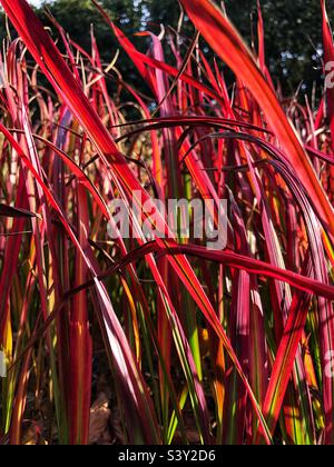 Imperata Cylindrica Rubra Stockfoto